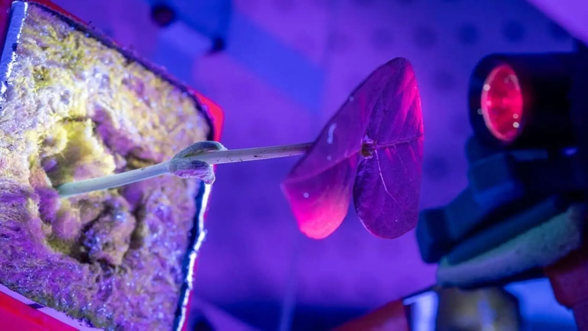 Researchers Found A Way To Turn Ordinary Plants Into Renewable Medicine Factories For Mars Missions Scaled