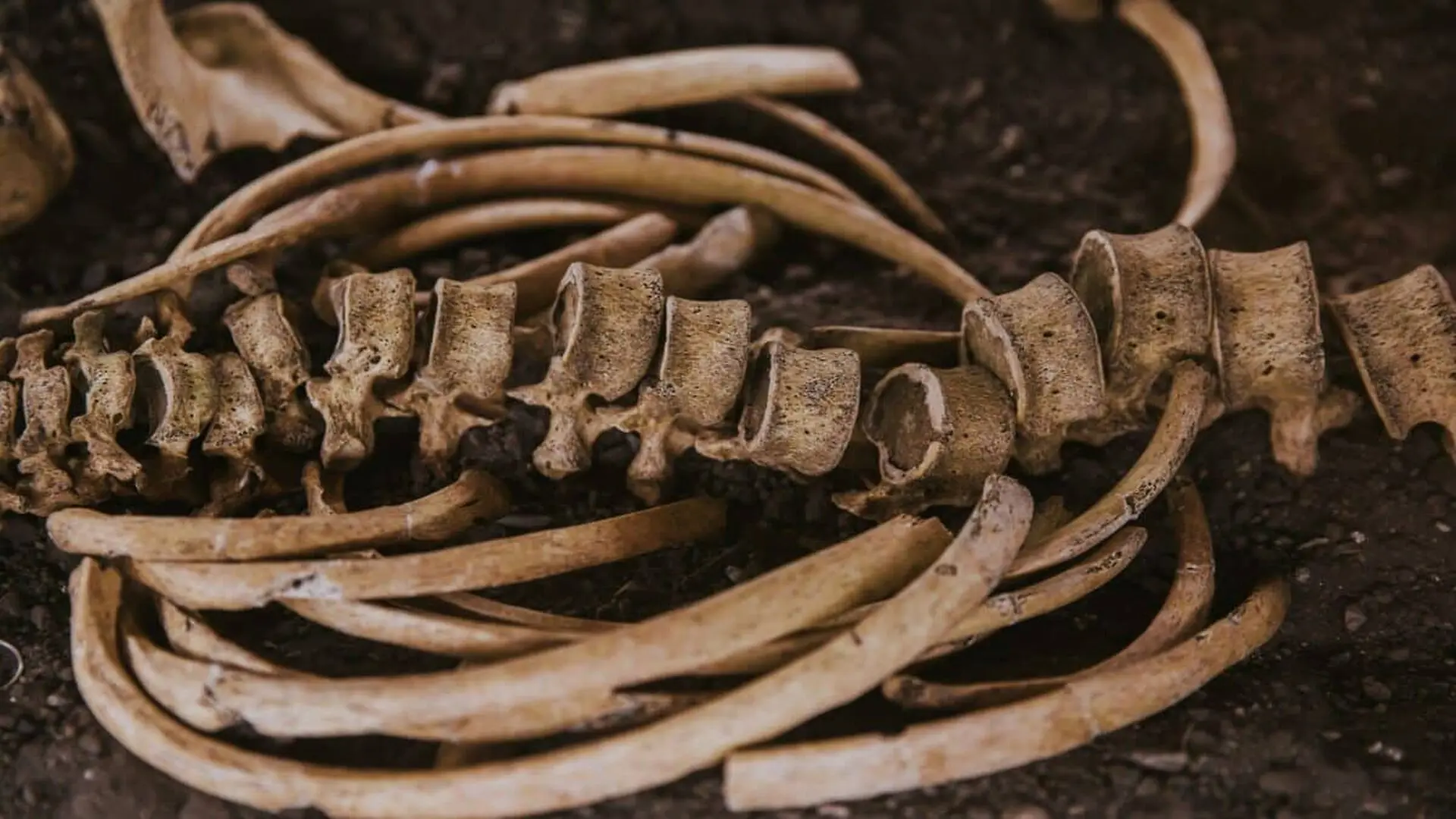 Scientists Found What May Soon Replace Chemicals In Museums To Clean Priceless Skeletons Scaled