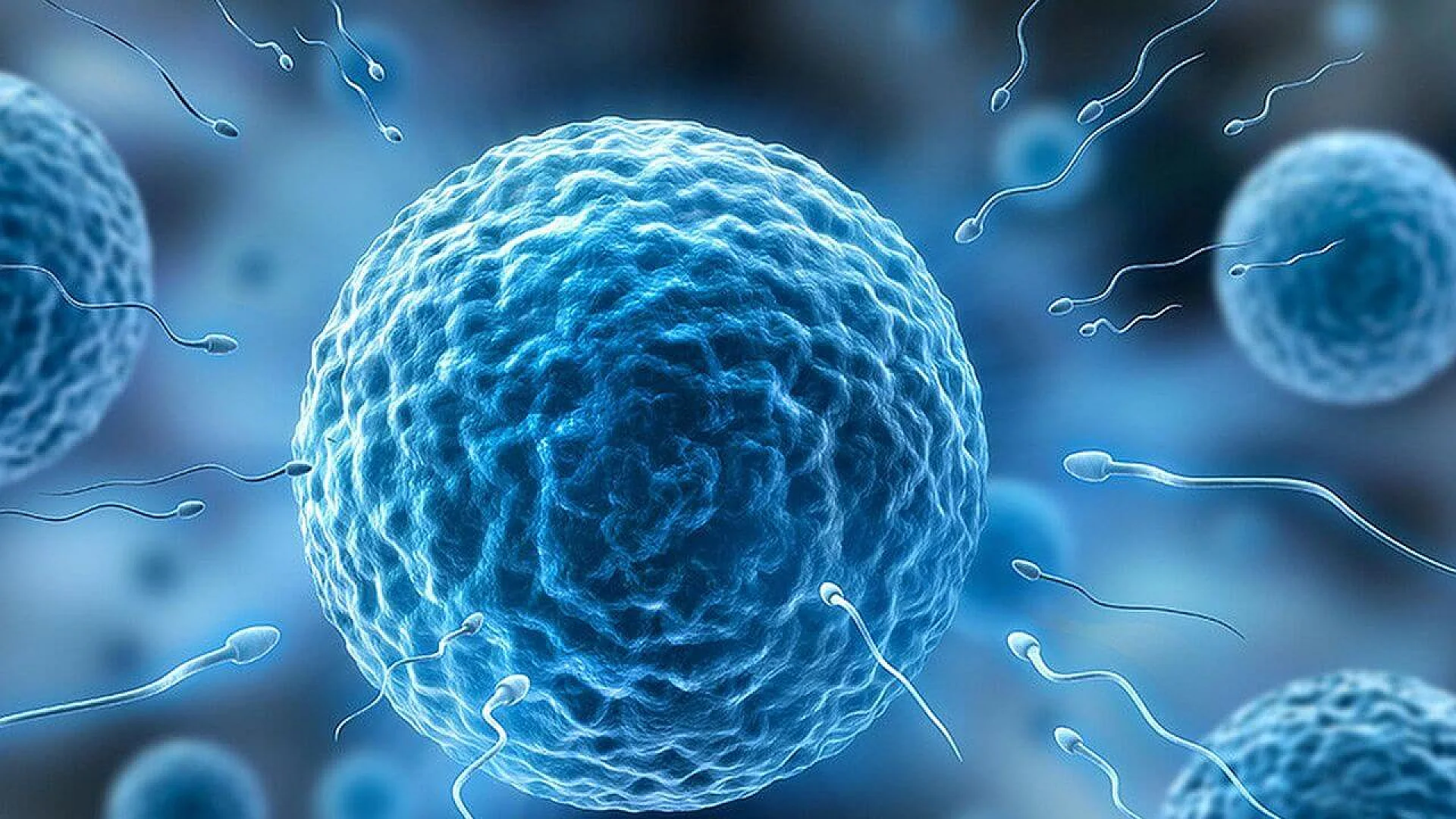 A 3D medical illustration showing multiple sperm cells swimming toward a large blue egg cell during fertilization.