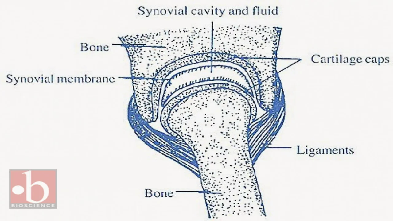 Synovial Joint