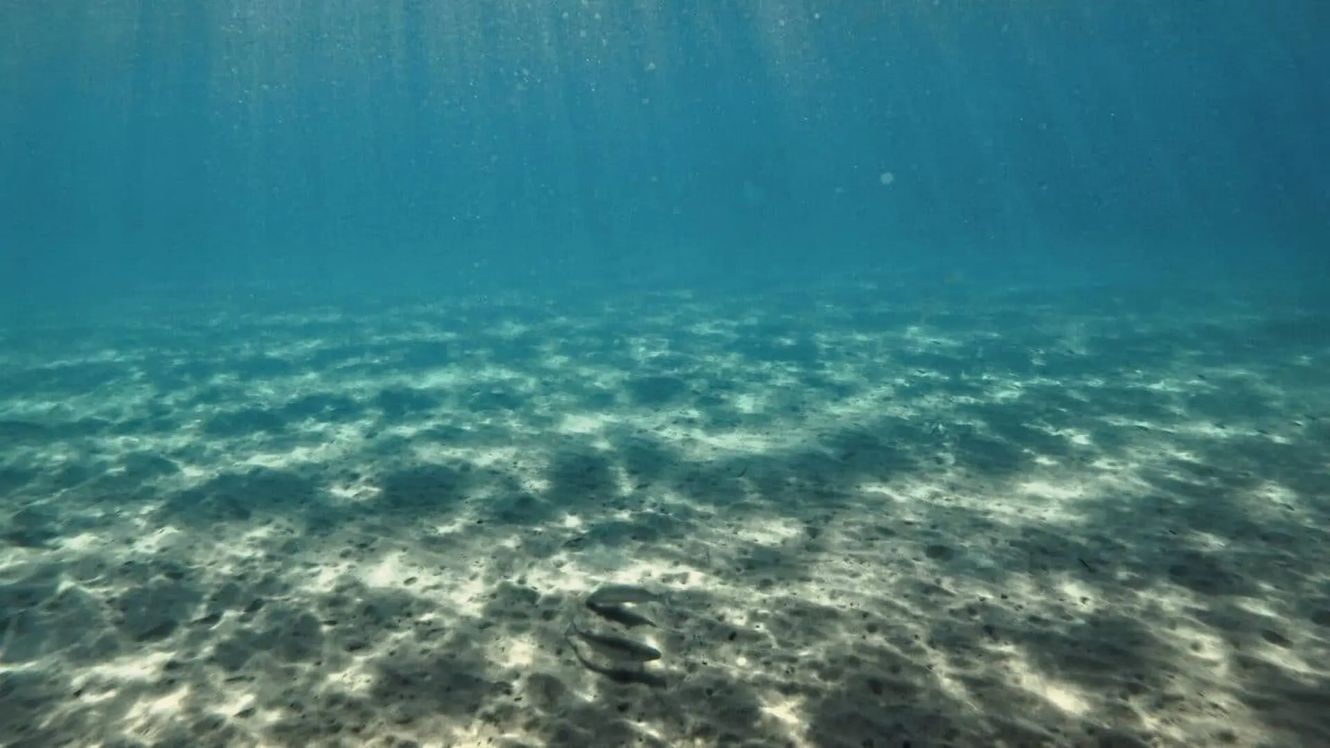 11742 Viruses Survived Feet Beneath The Pacific Ocean And 99 Of Them Had Never Been Seen Before Scaled 1