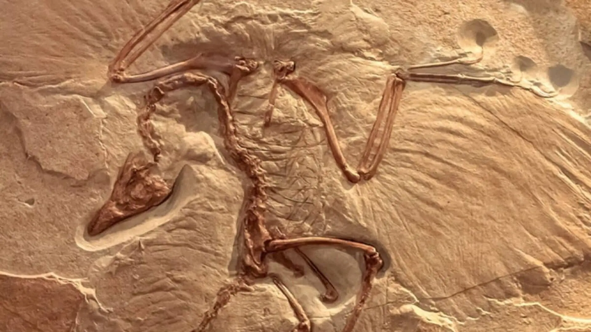 Neither Bird Nor Dinosaur The 0.8 Kilogram Jurassic Predator Scientists Found In China Was Built For Running Not Flying Scaled