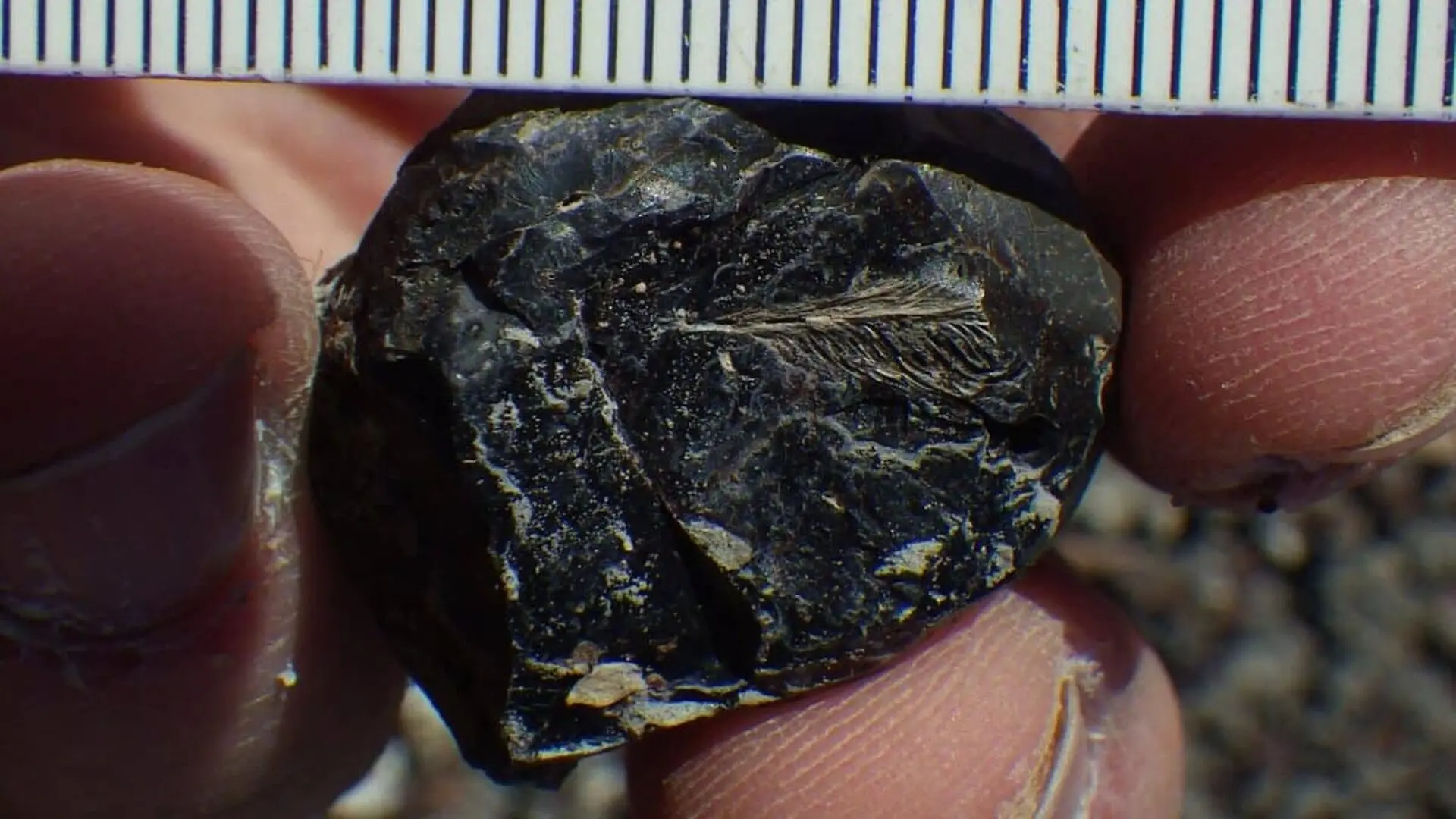 A Fossil Feather Hidden In Dinosaur Dung Captures A Predators Last Hunt Before Extinction Scaled
