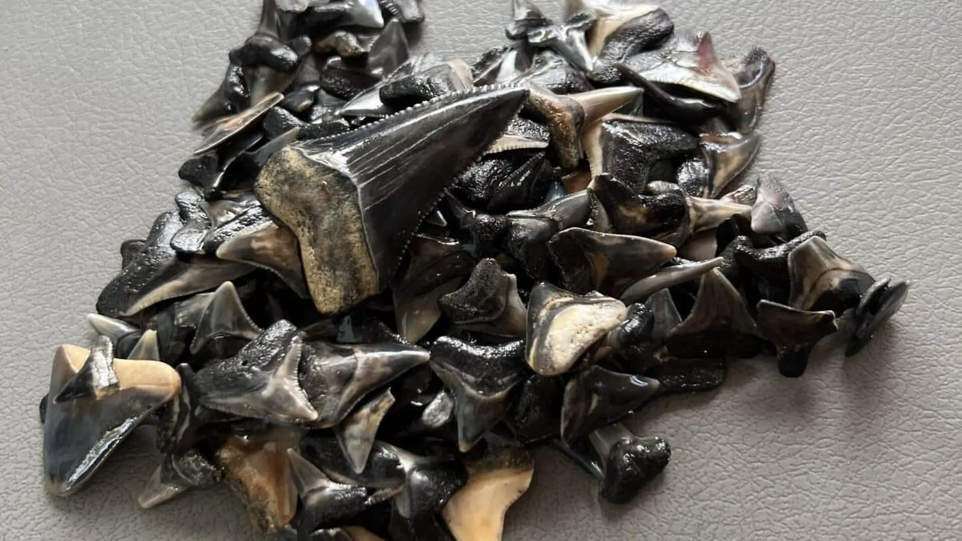 They Found Shark Teeth From 22 Million Years Ago Buried Deep Where No One Had Looked Before Scaled