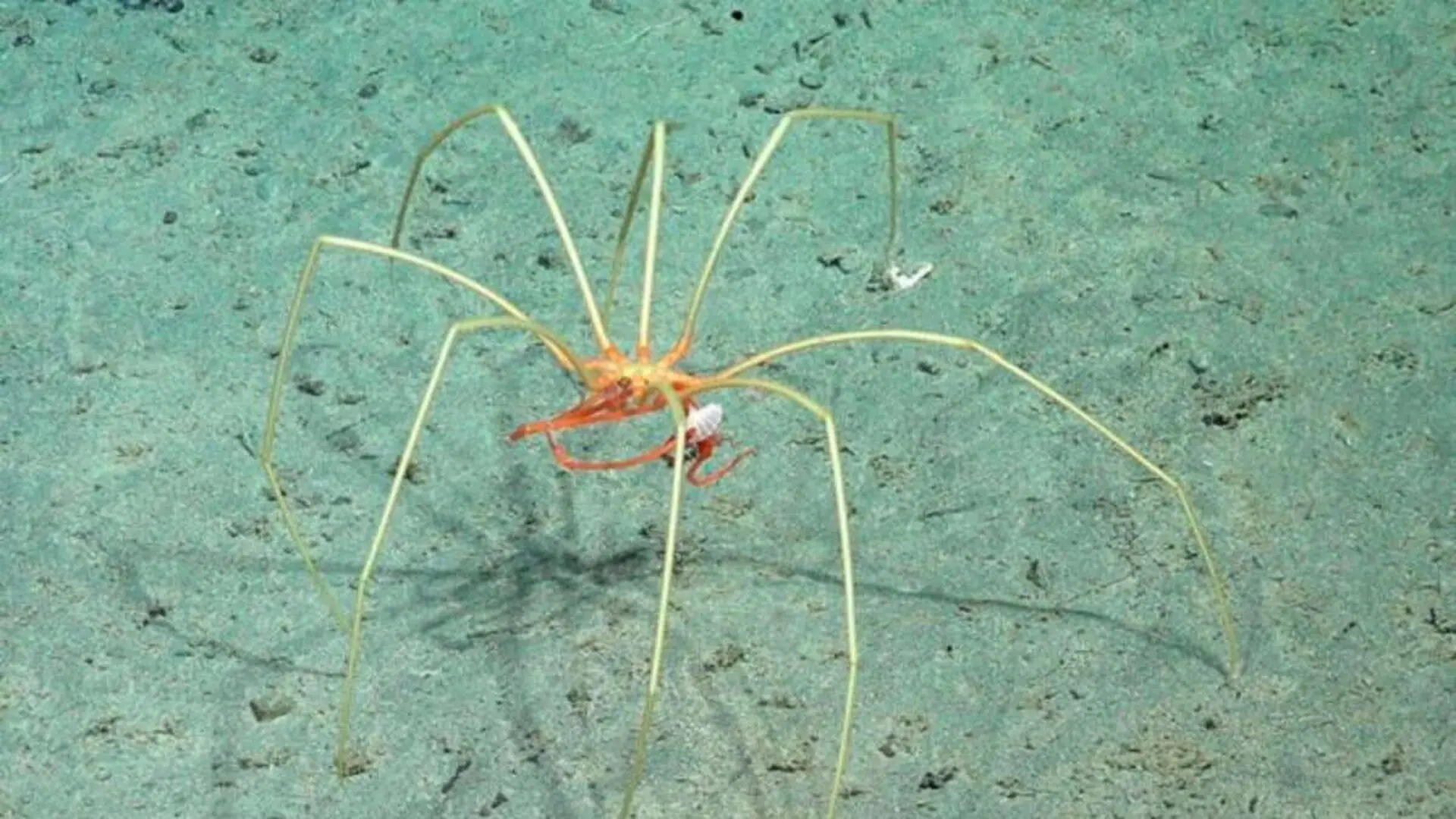 Researchers Spotted Strange Creatures Riding Giant Sea Spiders More Than Meters Below The Ocean Surface Scaled