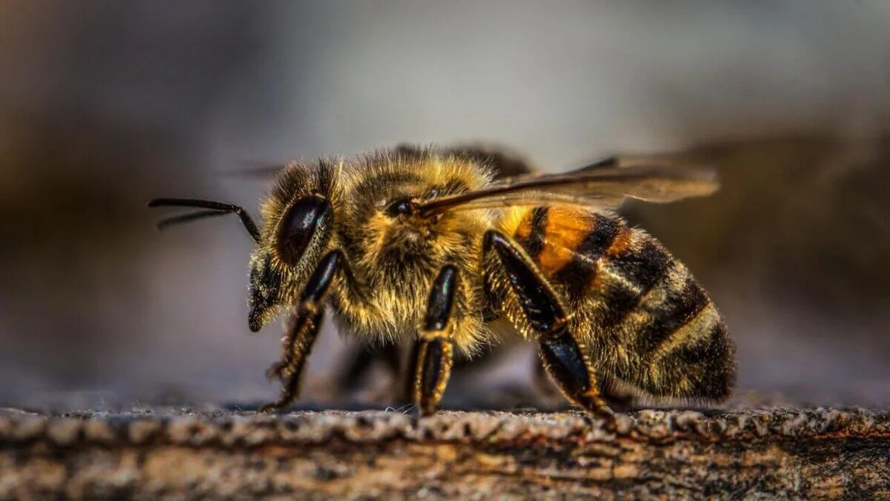 A detailed macro close-up of a honeybee facing left, showing its fuzzy thorax, segmented abdomen, and delicate wings against a blurred background.
