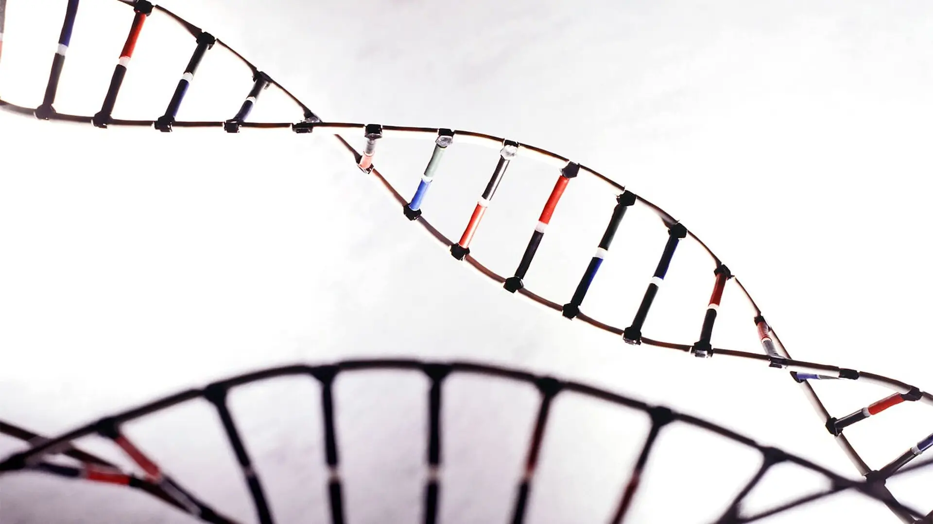A model of a DNA double helix with its shadow appearing below.