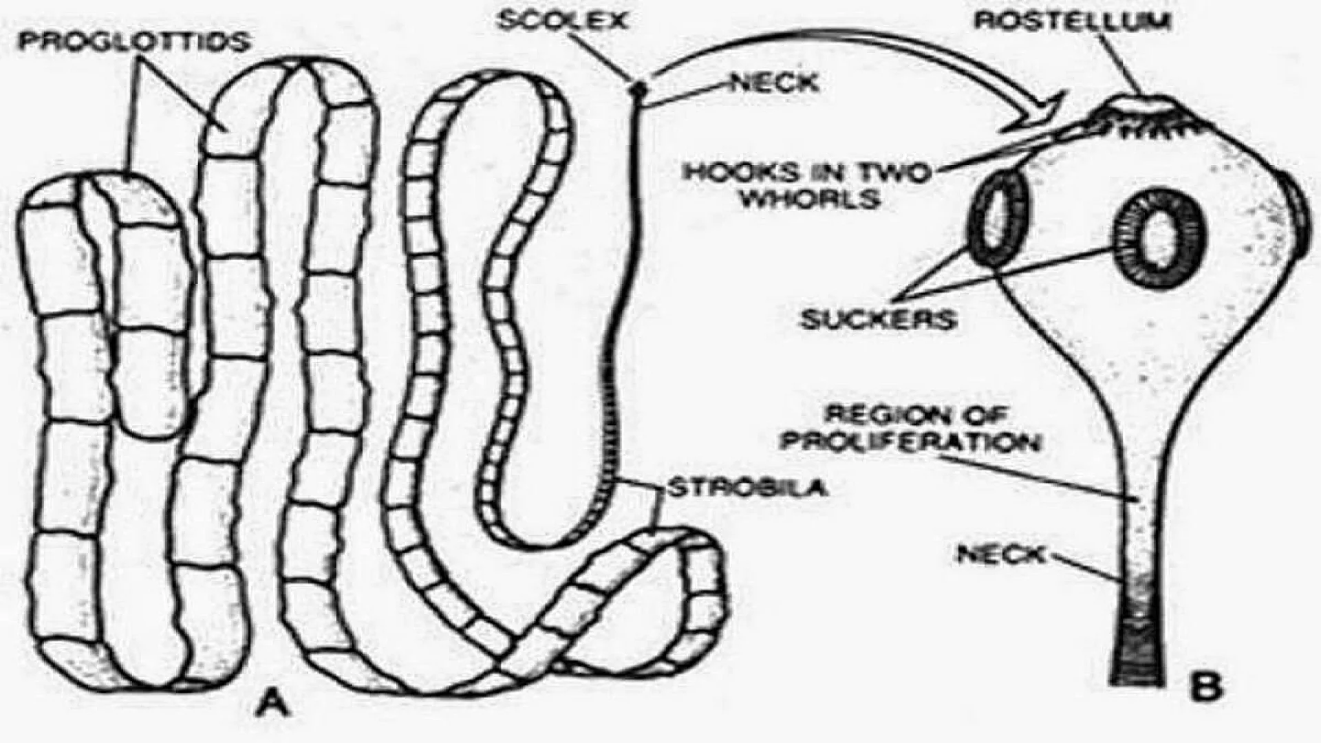 Parasitic Adaptations in Helminths.