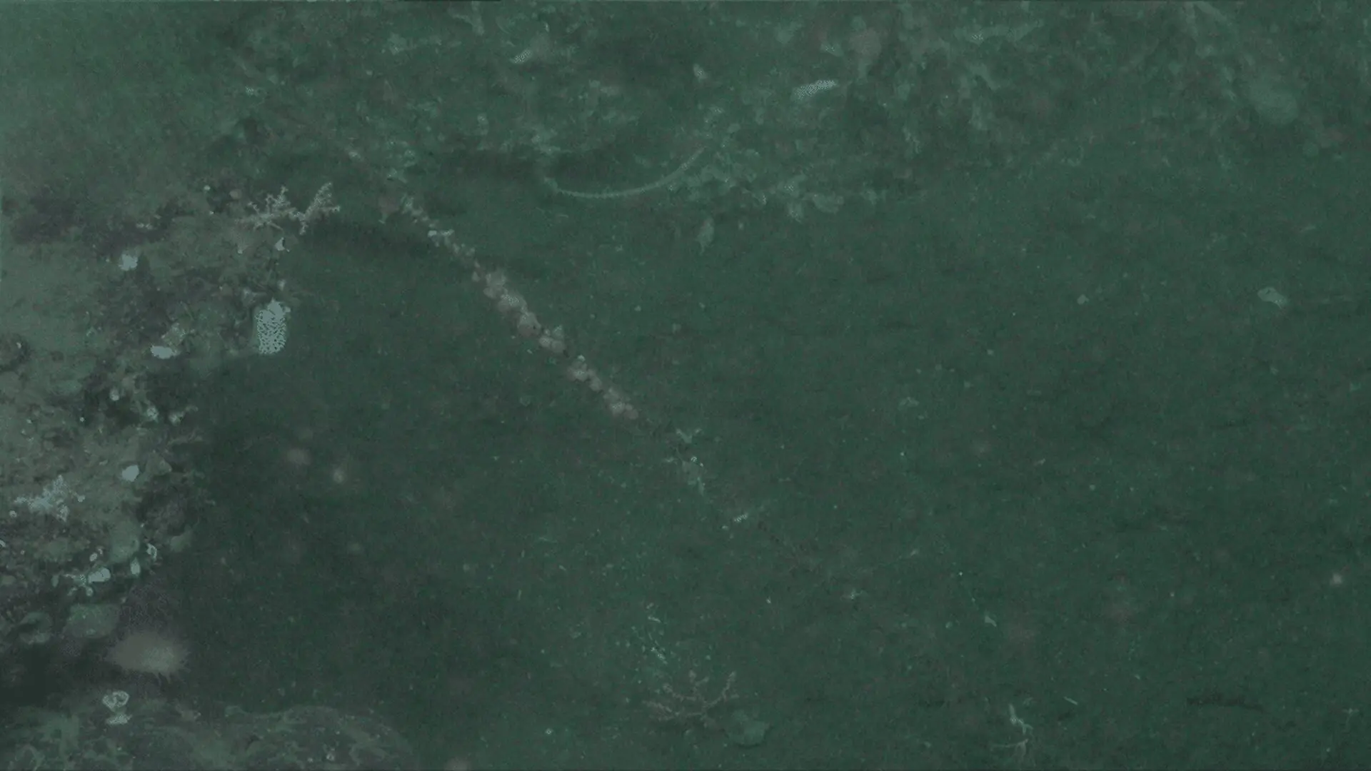 Scientists Entered A Never Before Seen Deep Sea Canyon And Discovered An Unexpected Human Footprint Scaled
