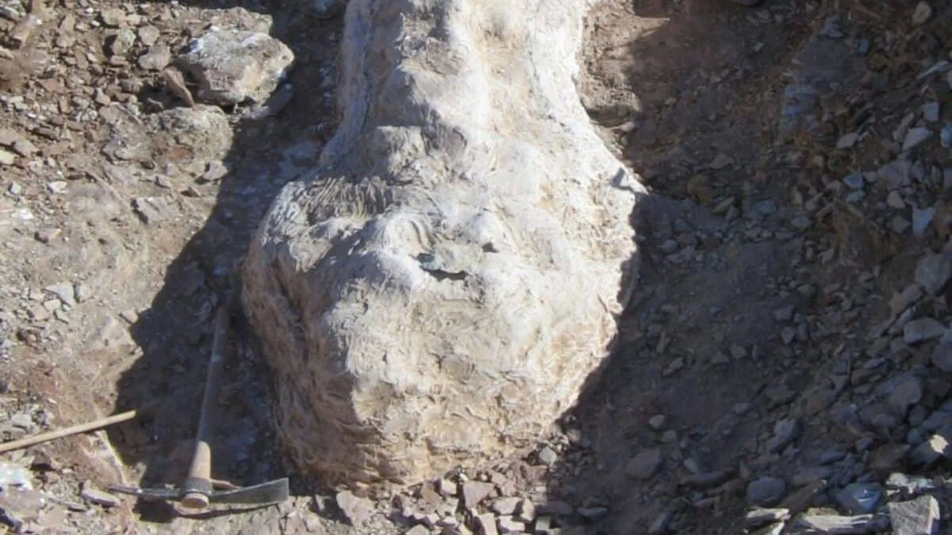 A Shepherd In Patagonia Discovered 65 Foot Dinosaur Fossils Beneath His Farm That Dont Belong To Any Recognized Group Scaled