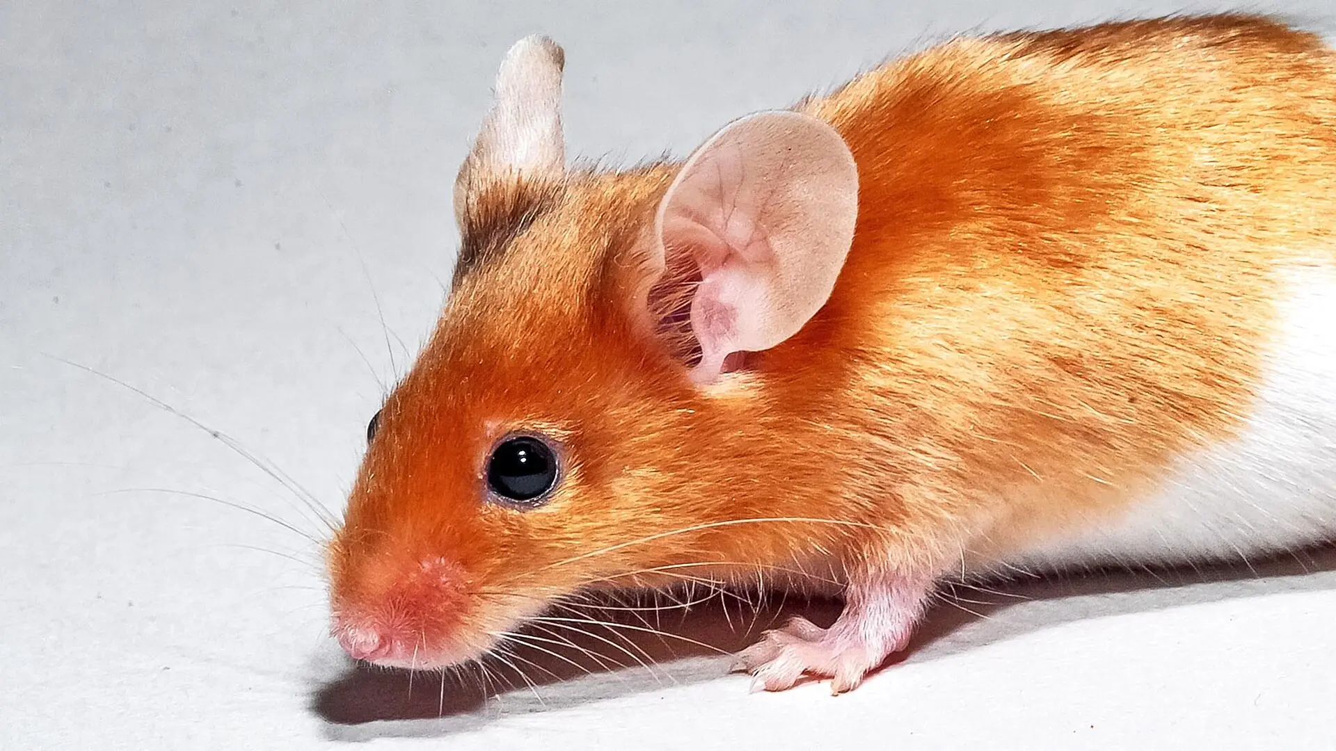 A mouse with reddish fur stands on a white surface.