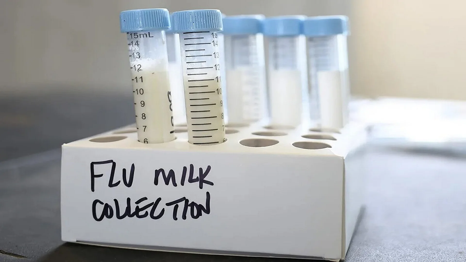 Lab Vials Labeled Flu Milk Collection Await H5N1 Testing in Dairy Research