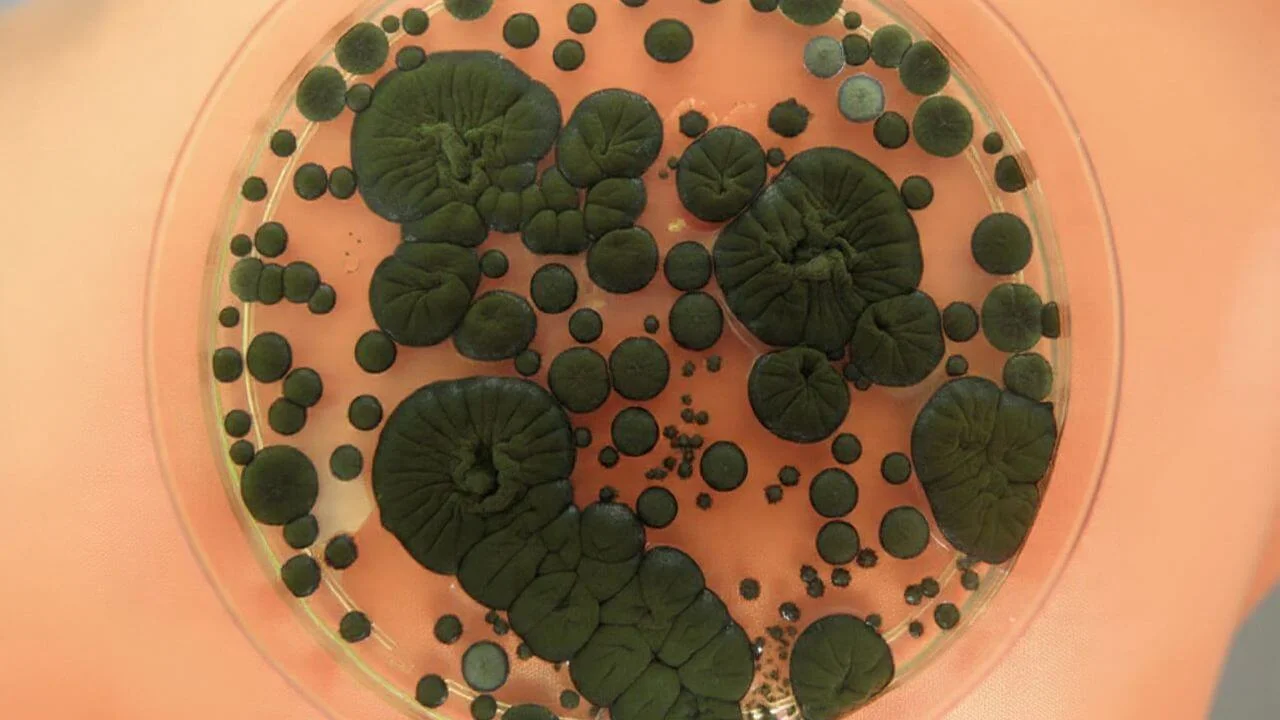 The melanized fungus Cladosporium sphaerospermum in this petri dish was sent to the ISS to test its potential as a living radiation shield for space missions.