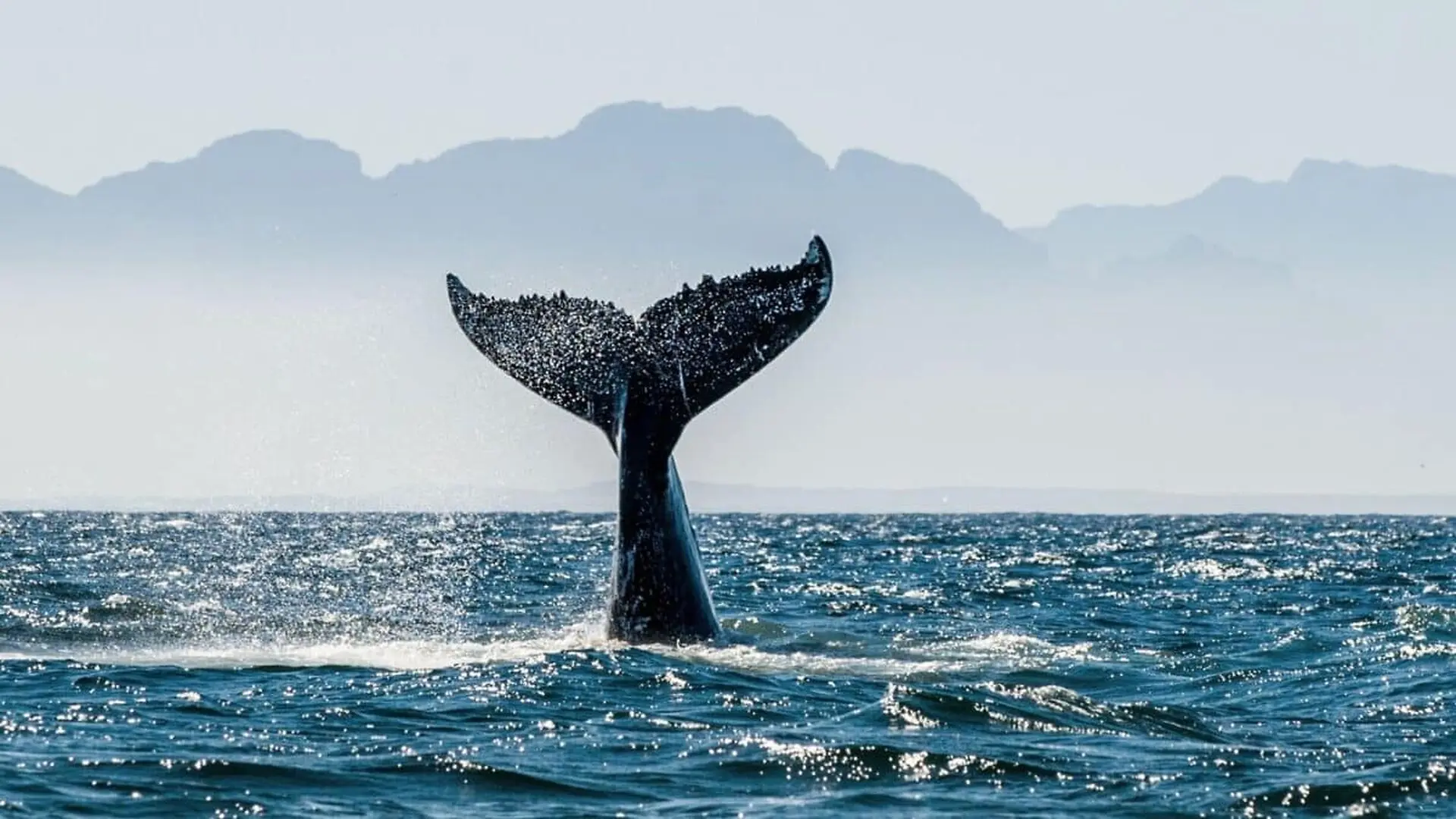 This Strange Organ Inside A Sperm Whales Head May Explain How It Can Sink Ships Bigger Than Itself Scaled