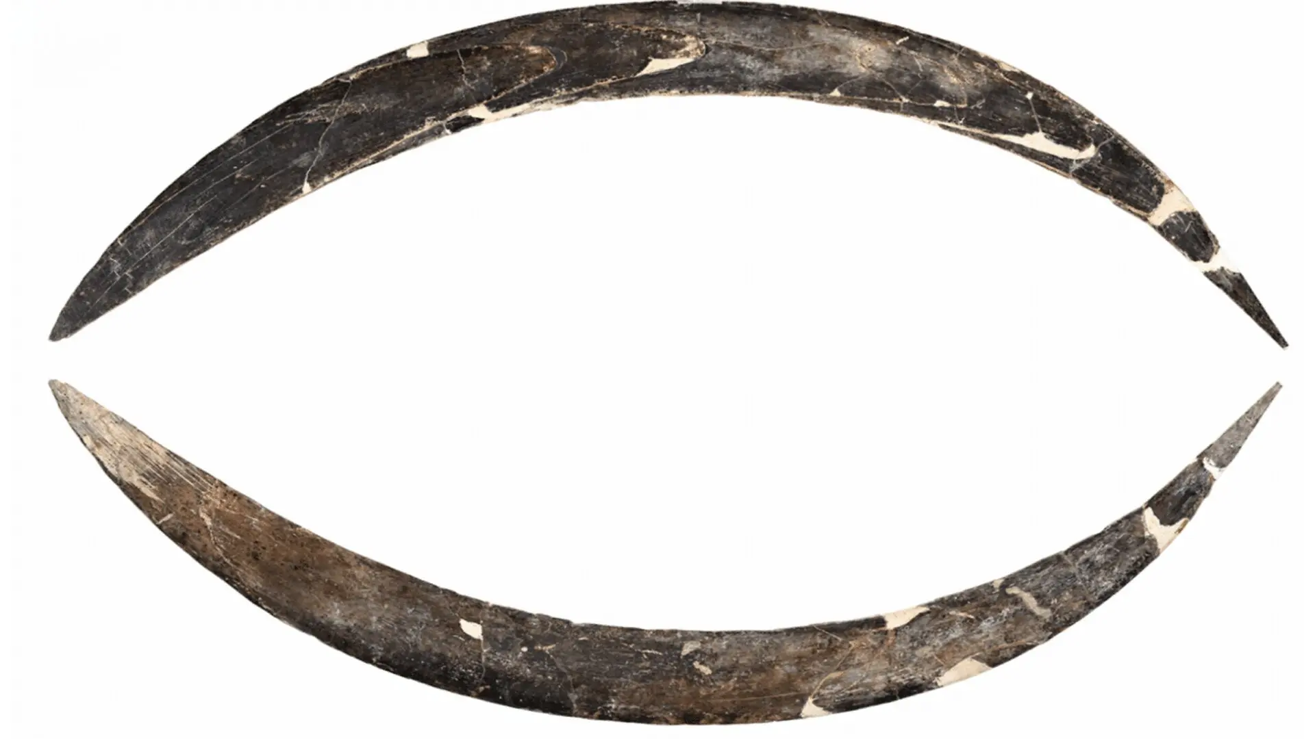 Archaeologists Discover Worlds Oldest Mammoth Ivory Boomerang In Poland Dating Back Years Scaled