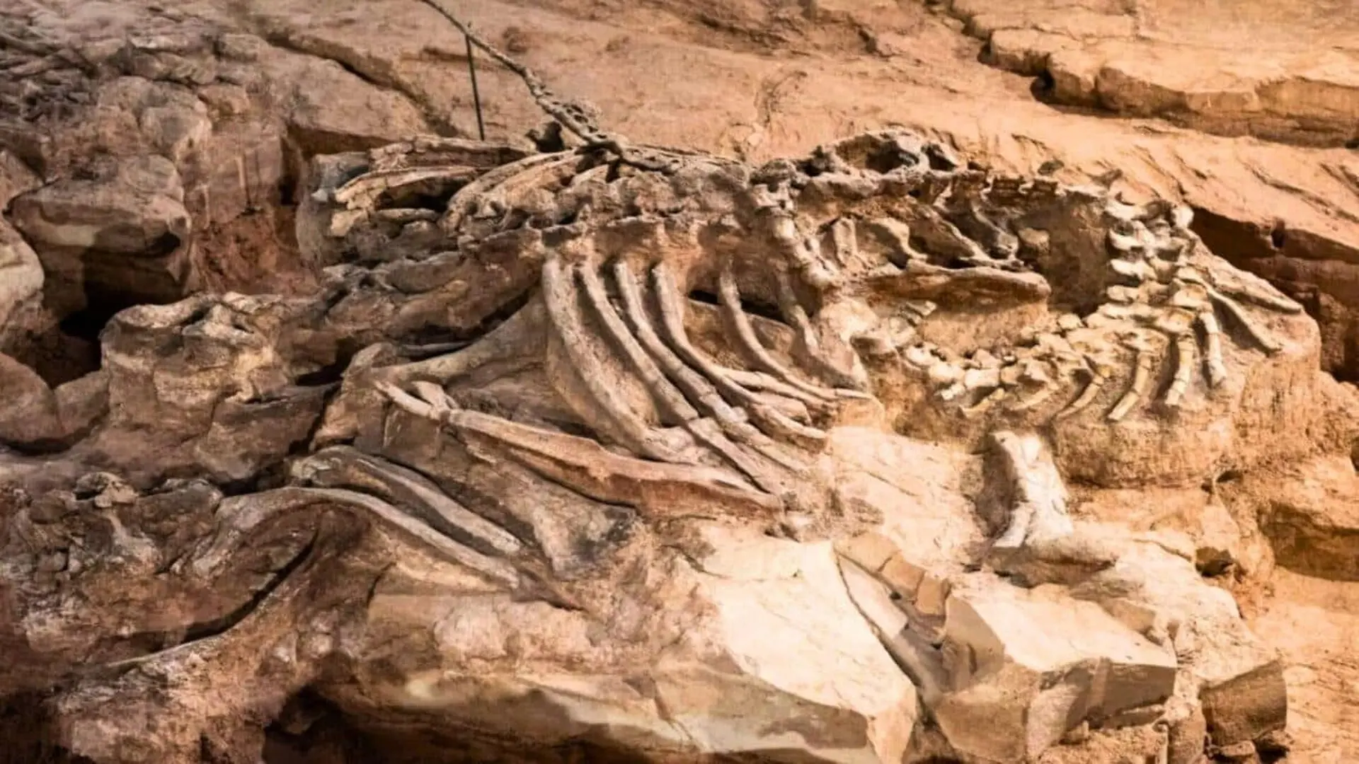 Scientists Hauled This Edmontosaurus Down A Cliff Scaled