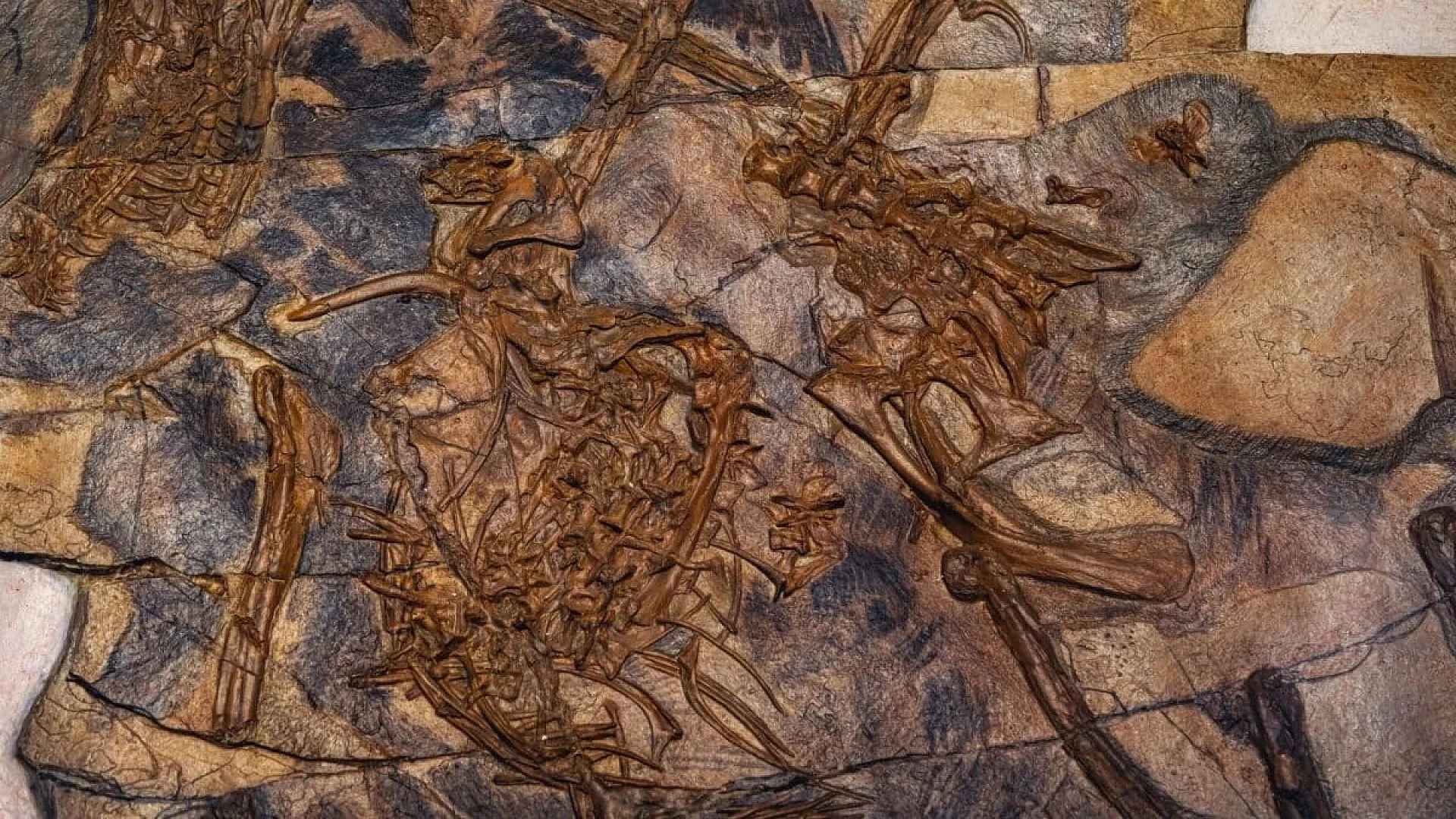 Scientists Discover A 700 Kilogram Fossil Rock In Brazil That Confirms An Ancient Ocean Once Covered Its Interior Scaled