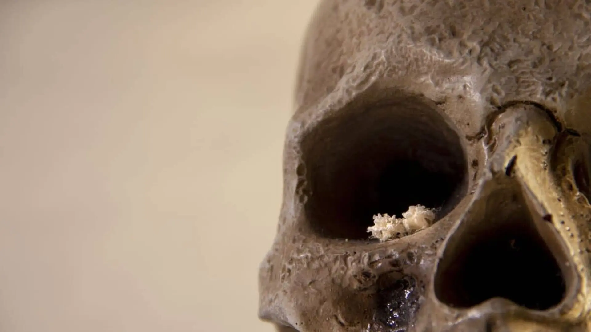 Fossils Nobody Had Ever Described Sat In A Cave Excavated Until And One Is Years Older Than Expected Scaled
