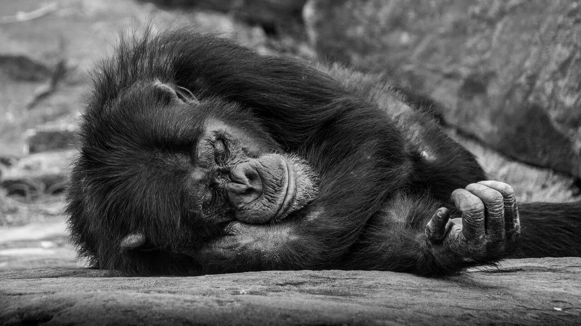 A close-up, black and white photograph of Ai the chimpanzee lying down peacefully on a flat surface, her eyes closed and hand relaxed, showing the detailed texture of her fur and skin.
