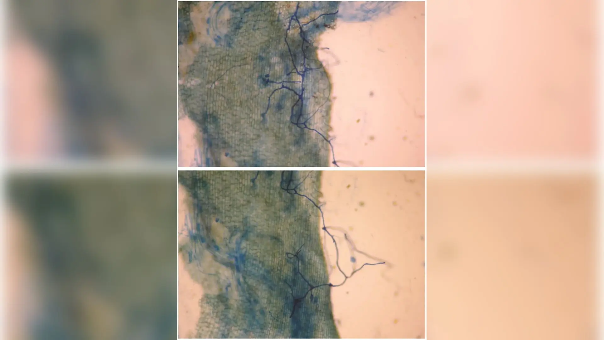 Root Microbes Rewire Stress Signals to Help Citrus Survive Drought