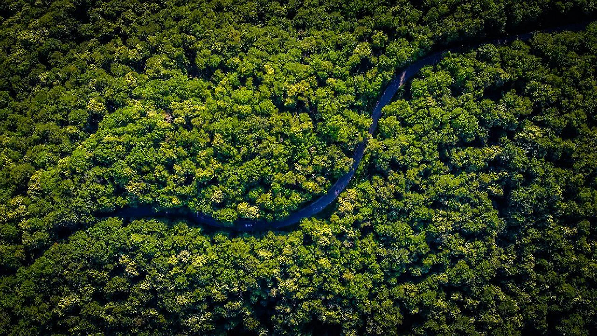 High-angle aerial view of a dense, vibrant green rainforest canopy with a narrow, winding road curving through the thick foliage.