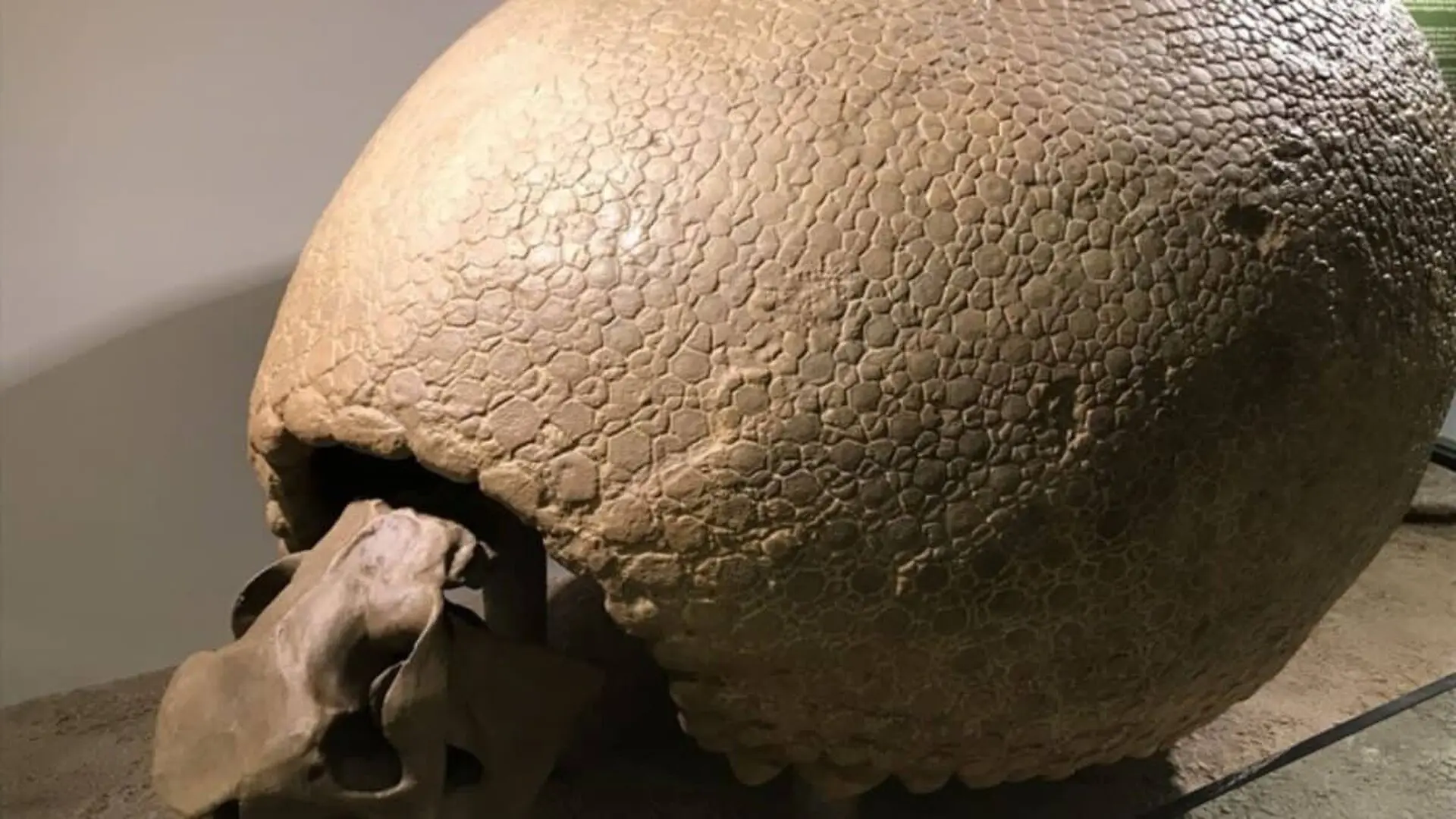 A Forgotten Skull From The 1800s Reveals A New Ice Age Giant That Once Roamed South America Scaled