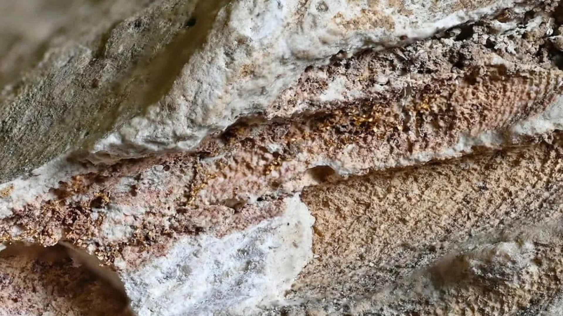 Archaeologists Discovered A Dye Worth More Than Gold Inside Year Old Tombs Scaled