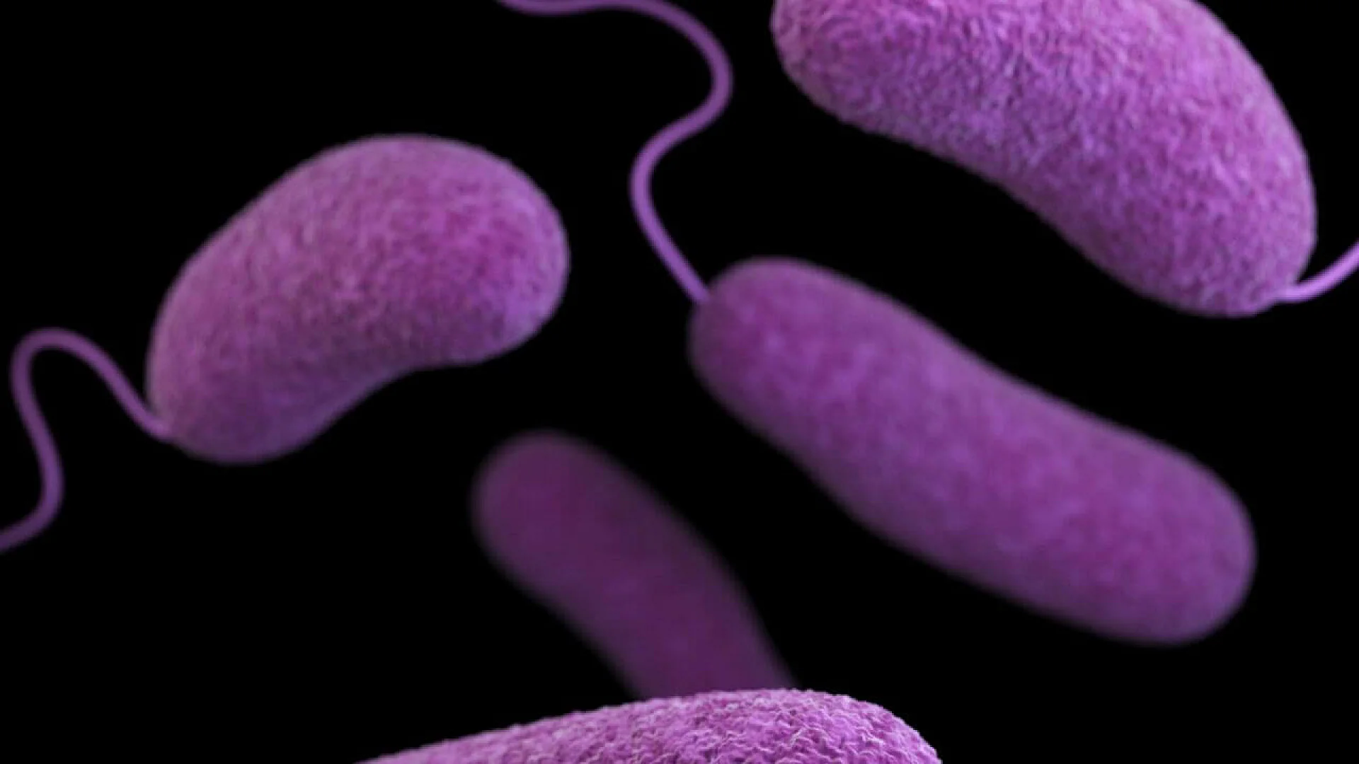 Microscopic illustration of several purple, rod-shaped bacteria with filamentous flagella extending from their ends, against a black background.