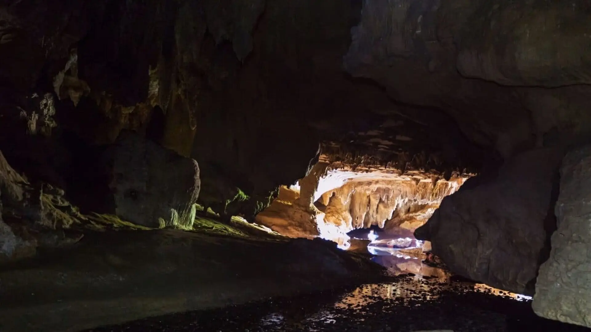 Ancient Fossil Found In New Zealand Cave Exposes A Forgotten Ecosystem Hidden For A Million Years Scaled