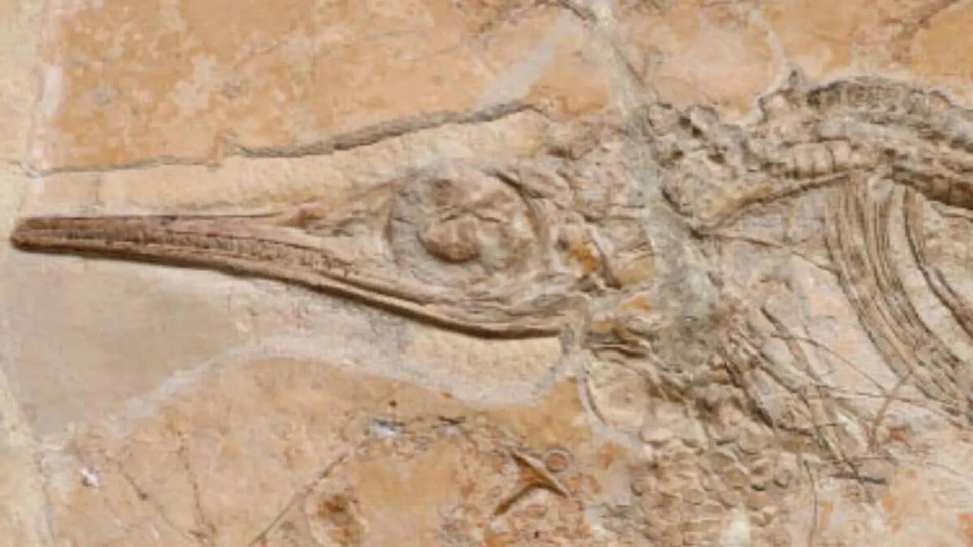 Scientists Just Found A 150 Million Year Old Sea Creature Fossil Kilometers From Where It Was Supposed To Live Scaled