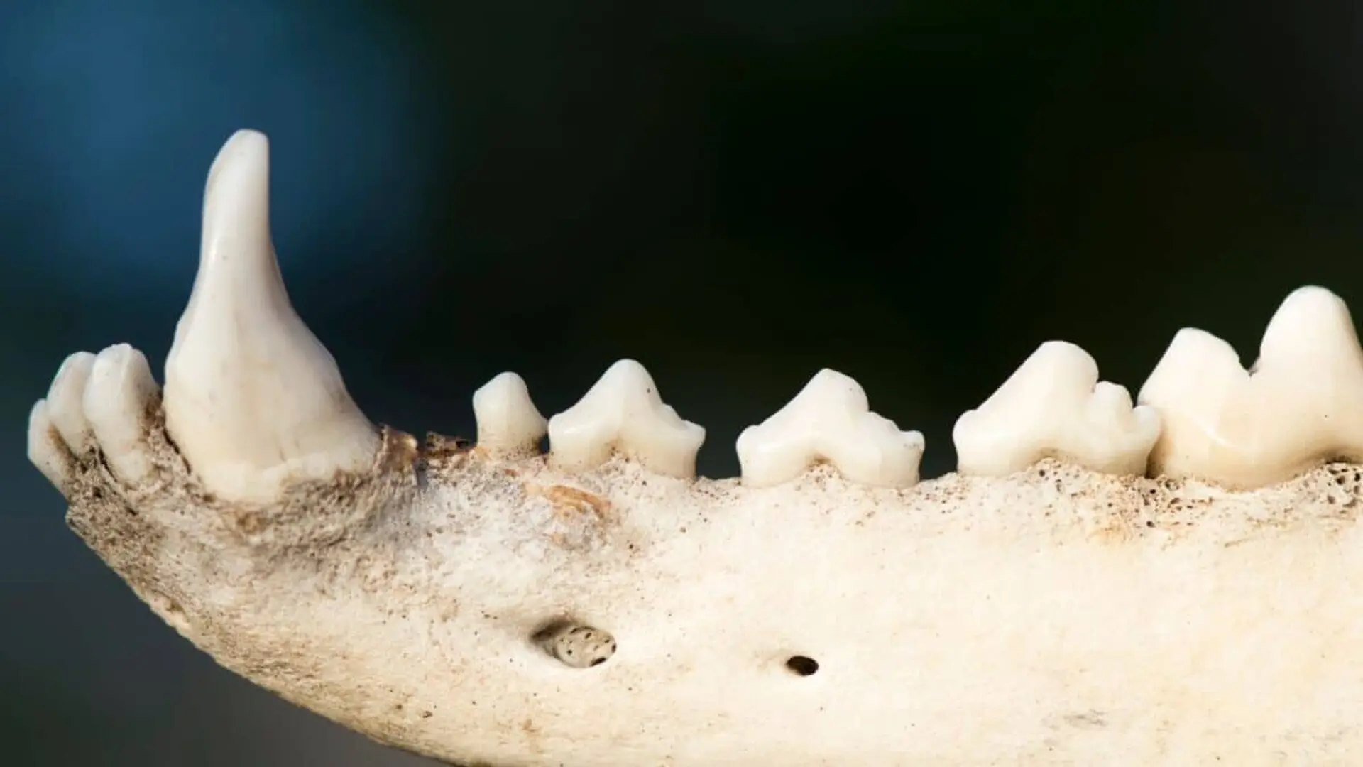 A 30 Million Year Old Fossil Exposes The Strange Body Plan Of Early Dogs Scaled