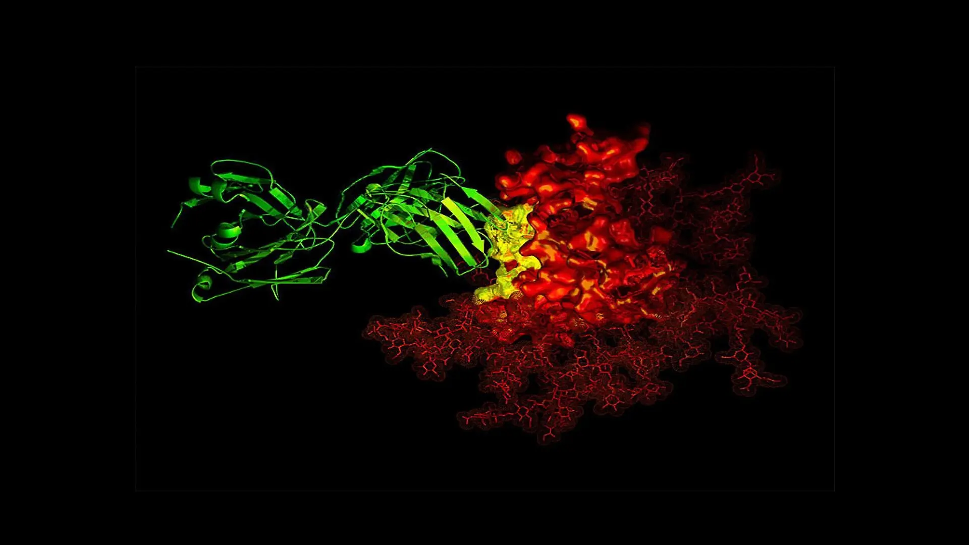 Antibody Latches Onto Hiv 1 Scaled