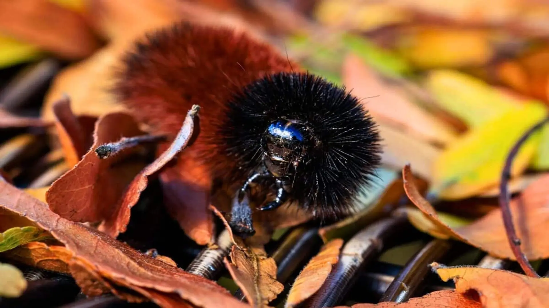A Woolly Bear Caterpillar Pyrrharctia Isabella Among Fallen Autumn Leaves Scaled
