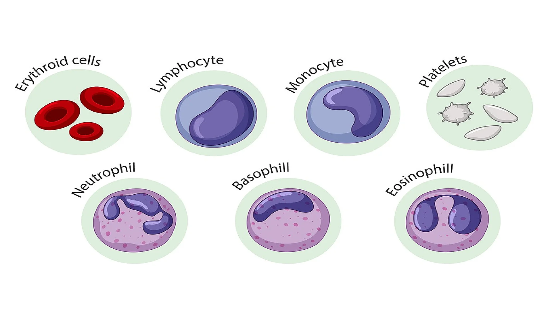 Blood cells types