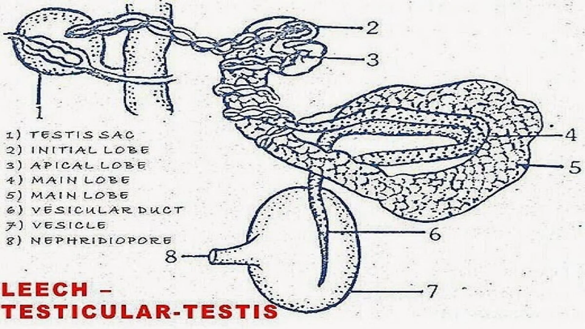 Leech: Testicular Testis