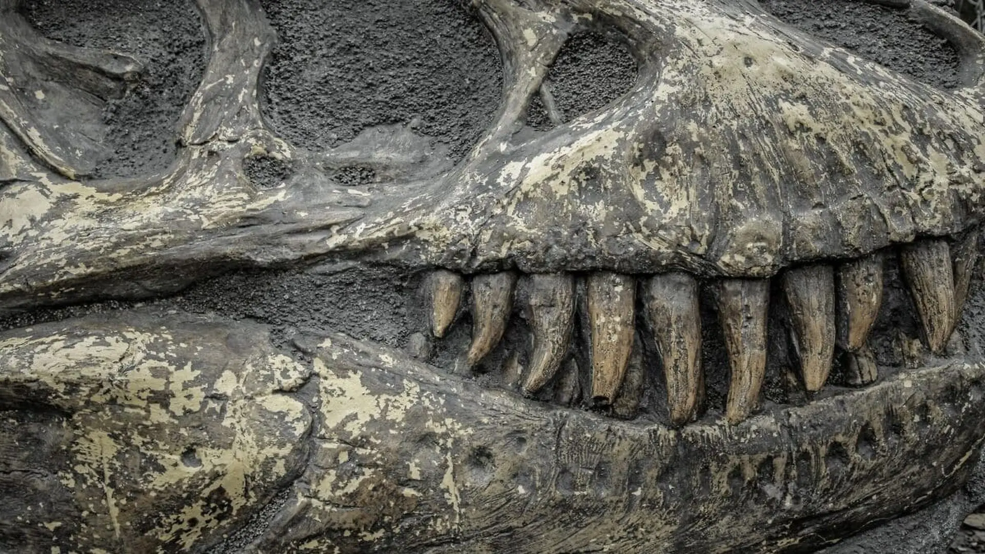 Scientists Revealed That This Dinosaur Had 500 Teeth And Replaced Every Single One Every Two Weeks Scaled