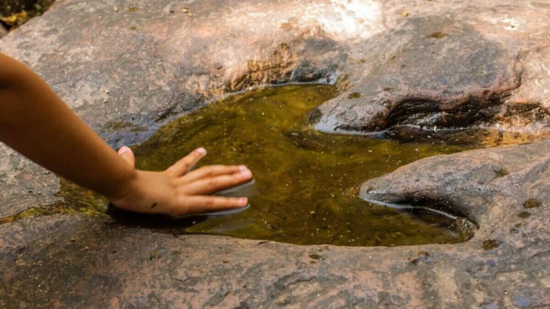 50 Ancient Dinosaur Tracks Were Hidden In Plain Sight Scaled