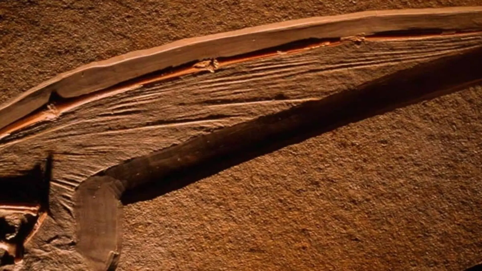 Scientists Discover A 113 Million Year Old Pterosaur Wing Preserved In Extraordinary Detail Scaled