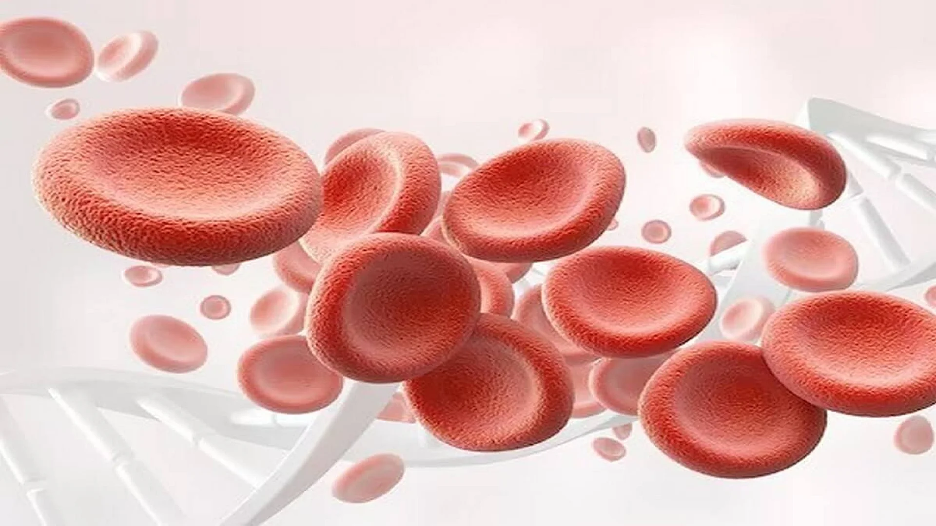 3d illustration of human red blood cells isolated on white background, concept for medical health care.