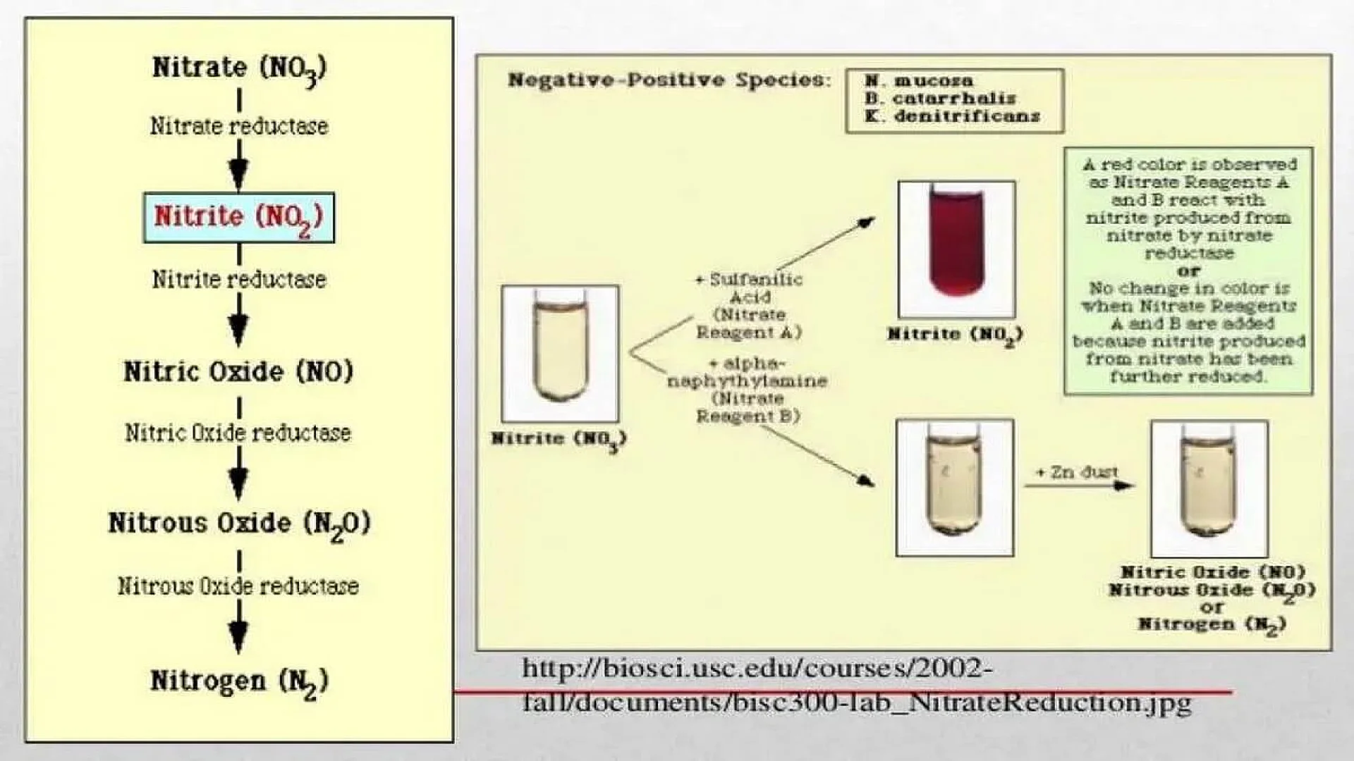 NITRATASE TEST (NITRATE REDUCTION; DENITRIFICATION)