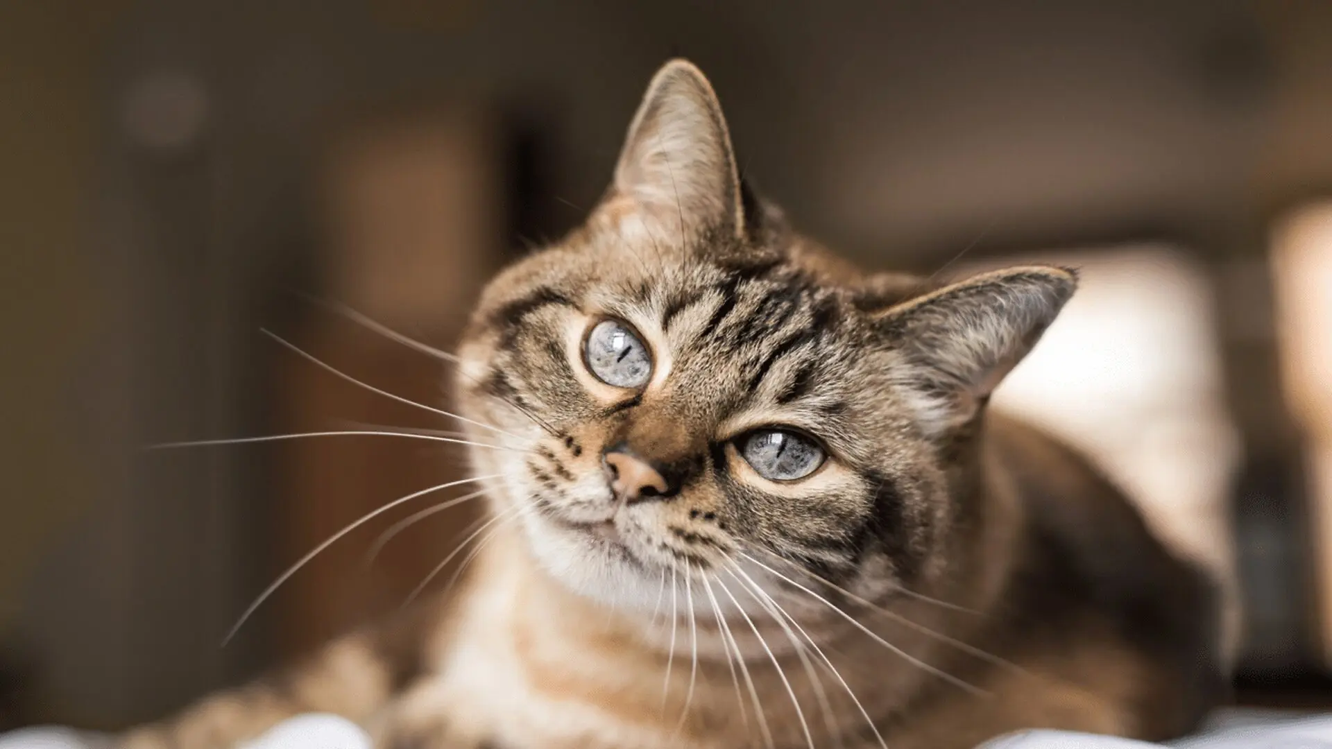 Scientists Reveal A Surprising Way To Communicate With Your Cats Without Using Words Scaled