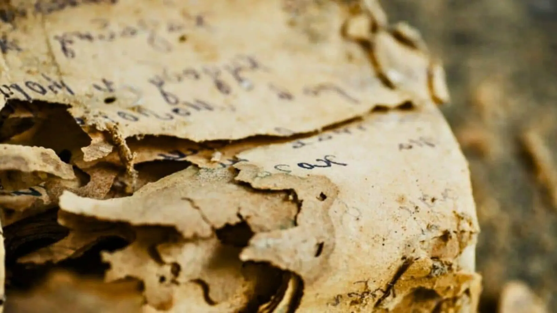 A Small Arabic Order Confirm Nubias Earliest Post Medieval King Scaled