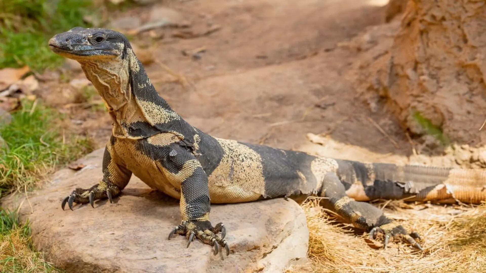 Australias Lizards Face A Hidden Extinction Crisis Researchers Are Only Now Uncovering Scaled