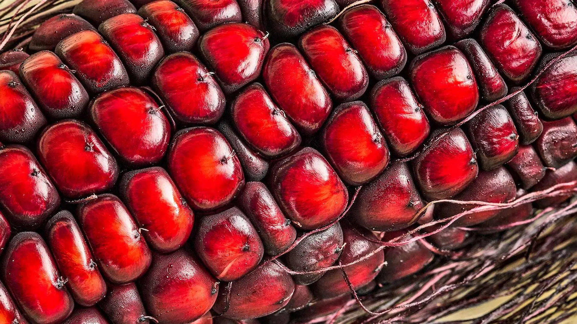 A close-up of purple corn kernels on a cob.