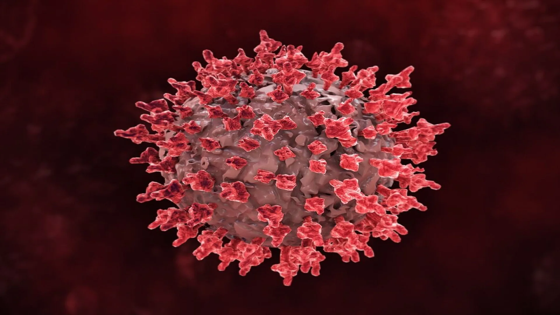 3D rendering of a red coronavirus microbe cell.