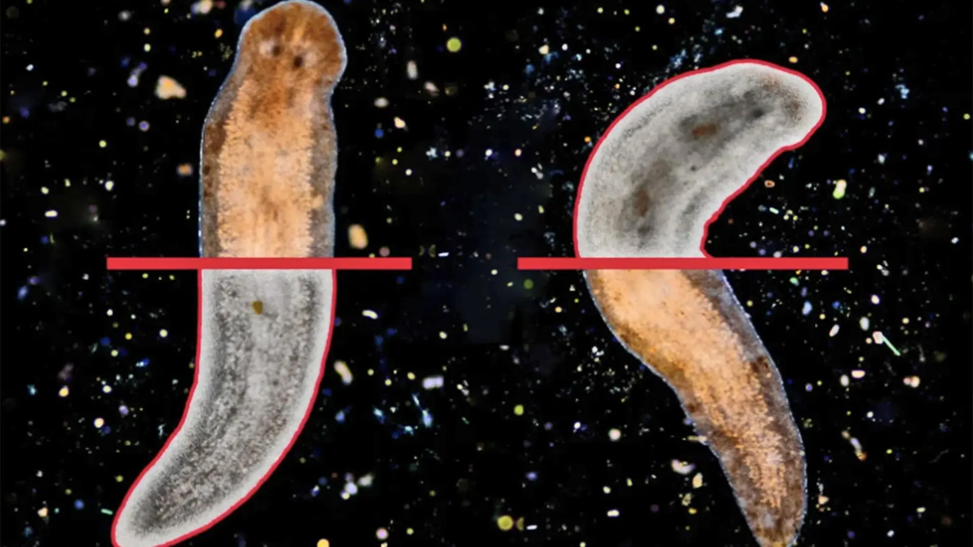 An illustration of flatworms regrowing half of their bodies.