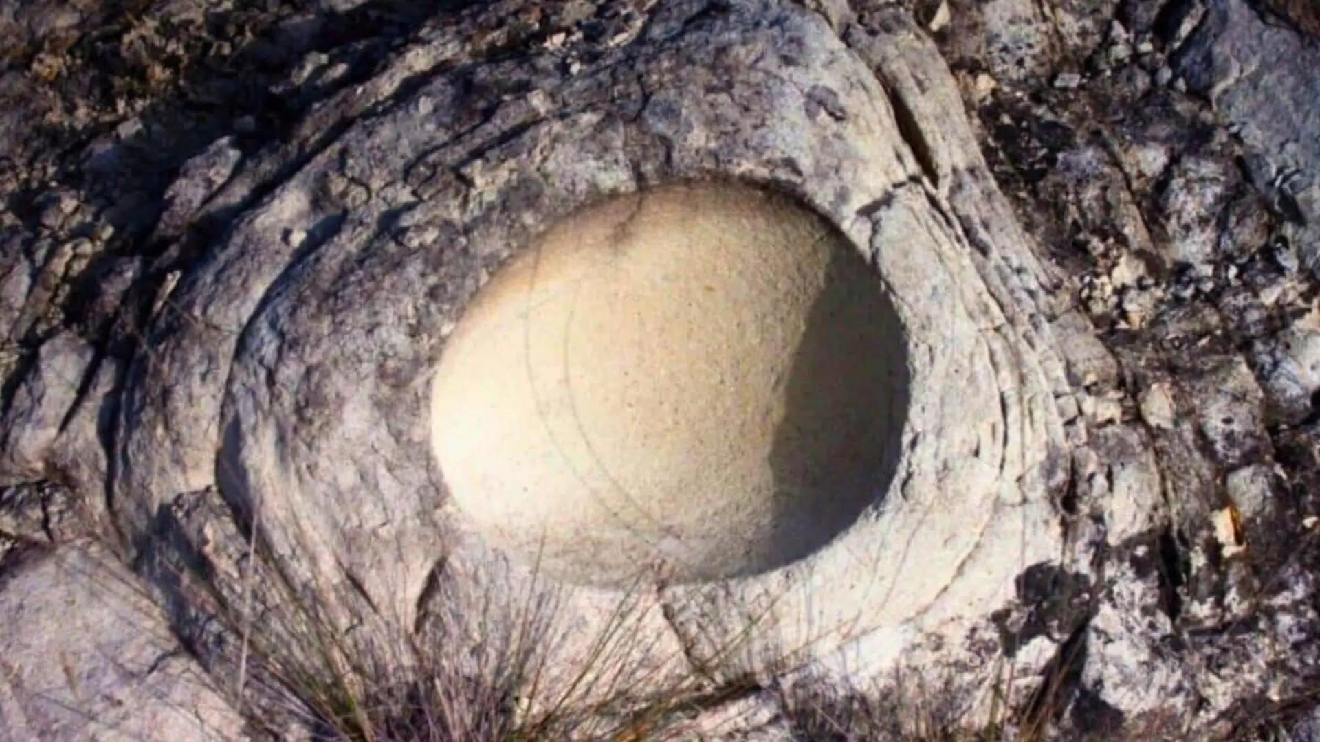 This Fossilized Titanosaur Egg Contained A Second Egg Scaled