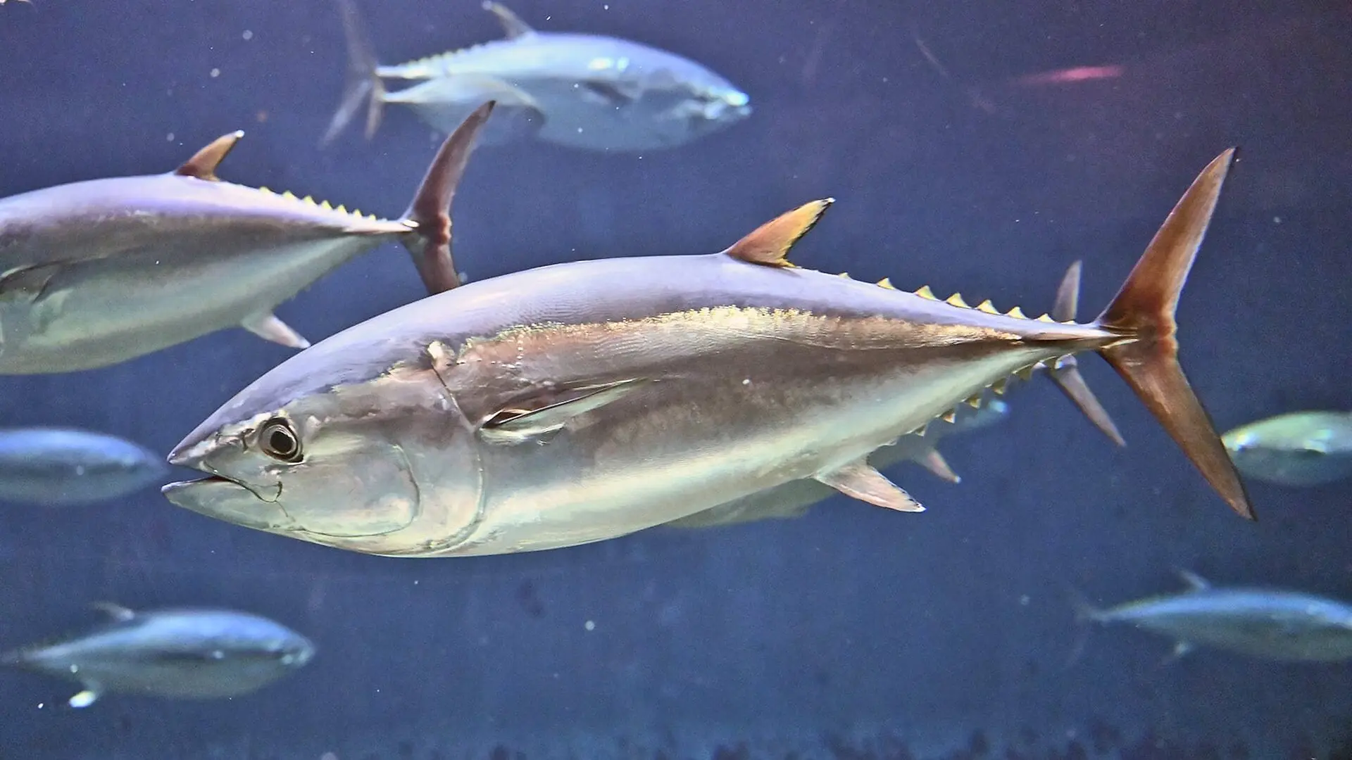 A tuna swims among other fish in blue water.
