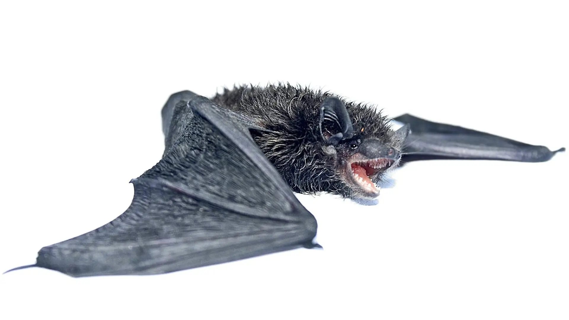 A black vesper bat lays on a white surface with its mouth open.