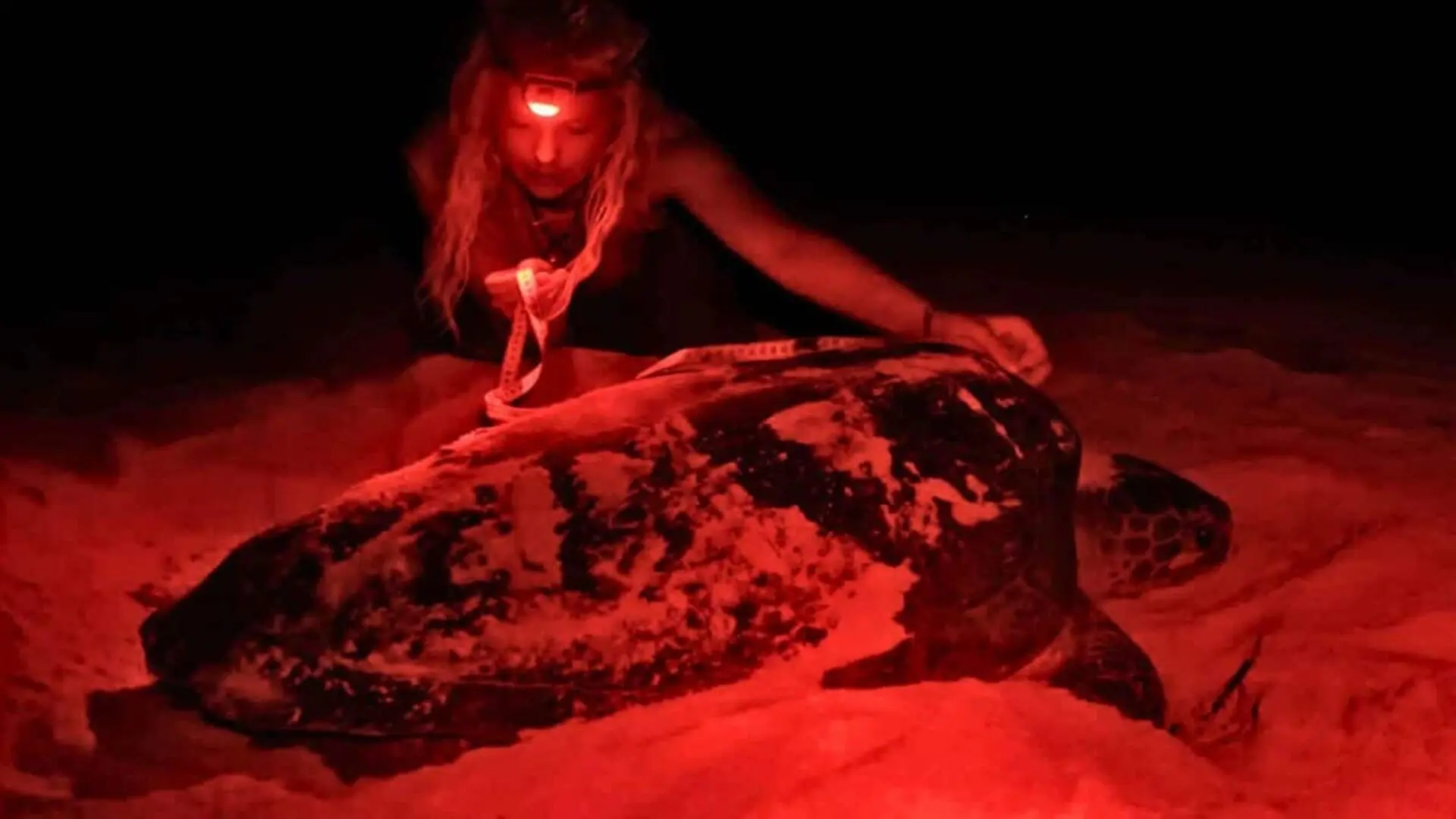 One Islands Turtle Boom Looks Like A Miracle Scaled